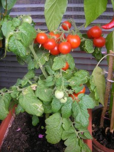 Opelenie balkónových paradajok