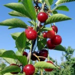 Ako postupovať pri výsadbe ovocných stromčekov