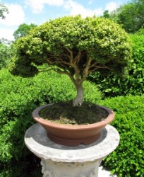 bonsai-tree