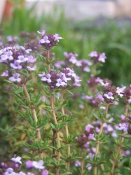 thyme