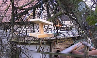 krmítko