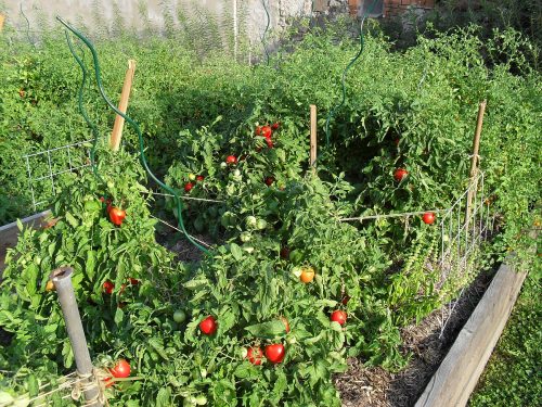 paradajky na vyvýšenom záhone
