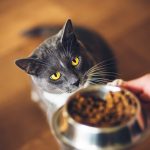 5 správnych návykov vo výžive mačiek
